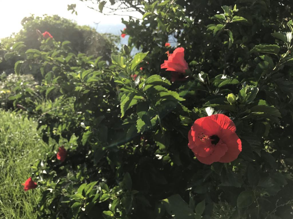 Minshuku Tairyoumaru Amakusa  Dış mekan fotoğraf
